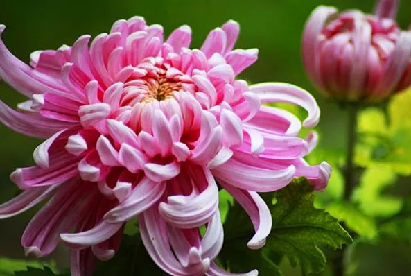 秋菊依簇三二开猜一动物，网络解释的落实