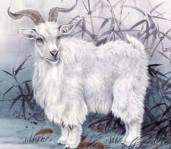 揭秘外柔内刚的生肖，生肖羊的独特魅力与坚韧不拔