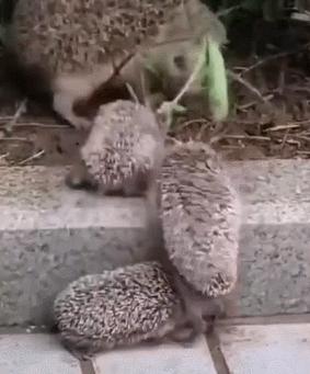 手足相连的奥秘,探寻动物界中的兄弟情深及其智慧与哲理 手足相连的奥秘,探寻动物界中的兄弟情深及其智慧与哲理