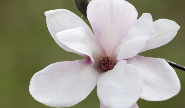 探秘好高骛远的生肖，一场文化与心理的深度解读