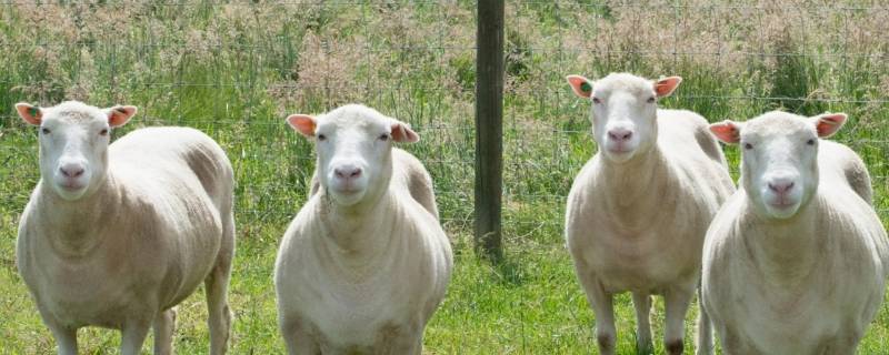 十羊九牧是指什么生肖，谜底即将揭晓