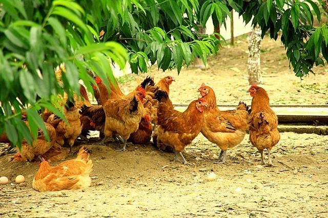 十二生肖的民间代号，正确解释与落实