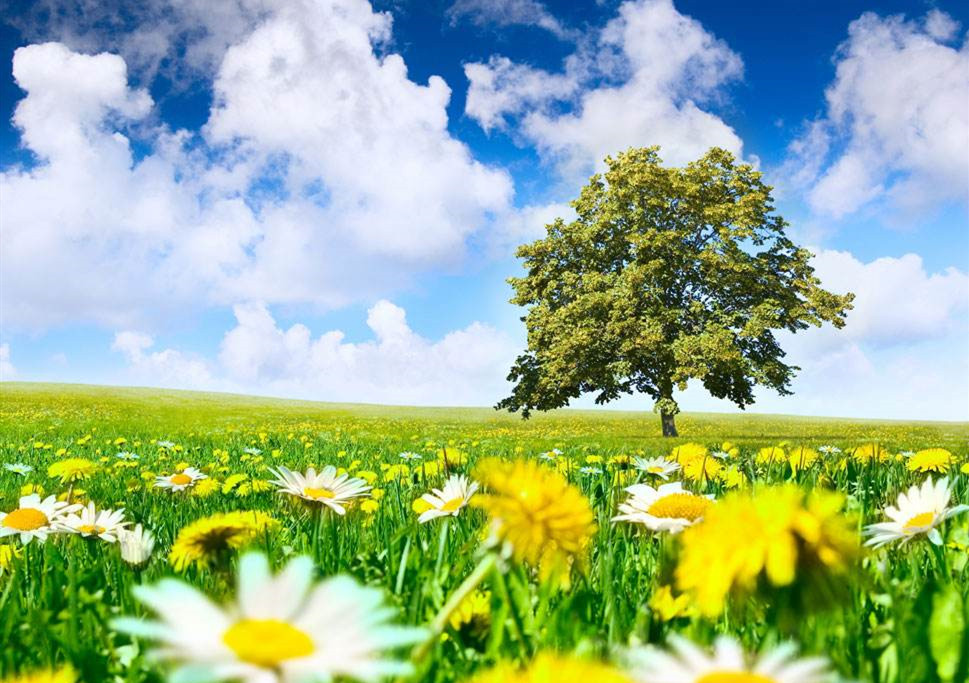 十二生肖中的智者，名列前茅的动物智慧与战略运用