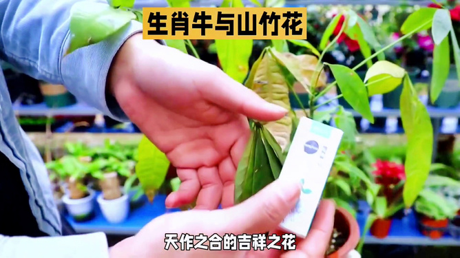 竹花与生肖，一场误解的探索与反思