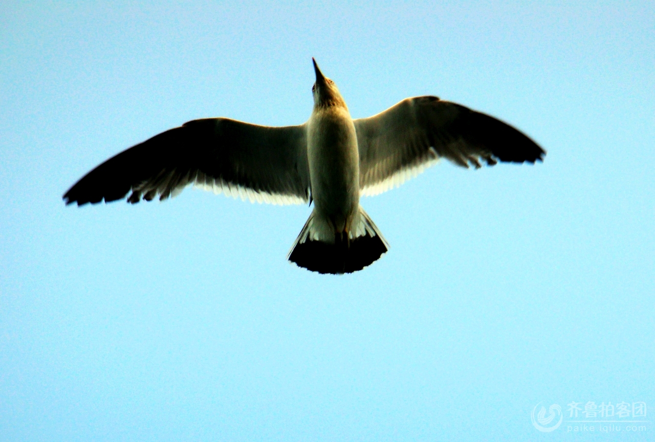 揭秘一飞冲天背后的生肖谜团，一场误导解释的落实与反思