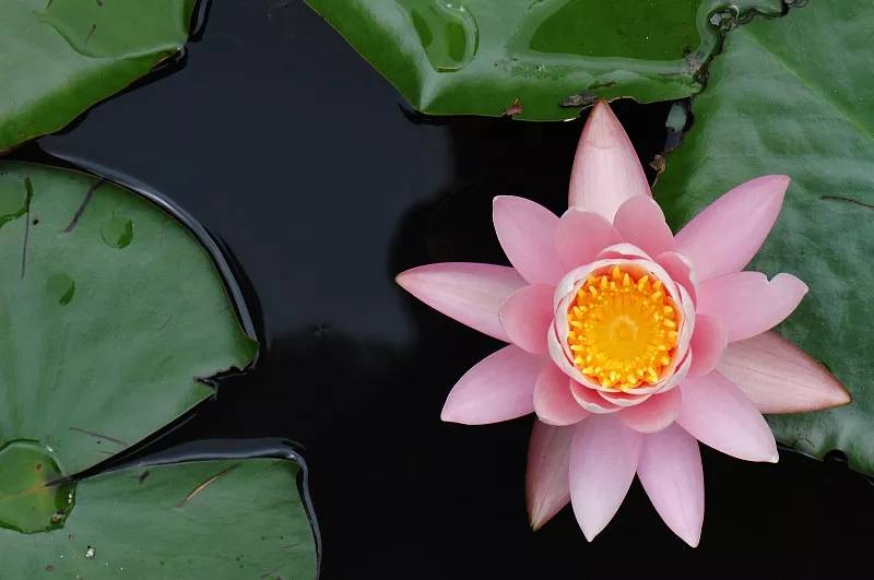 艳阳高照是指什么生肖?绝佳作答落实解释