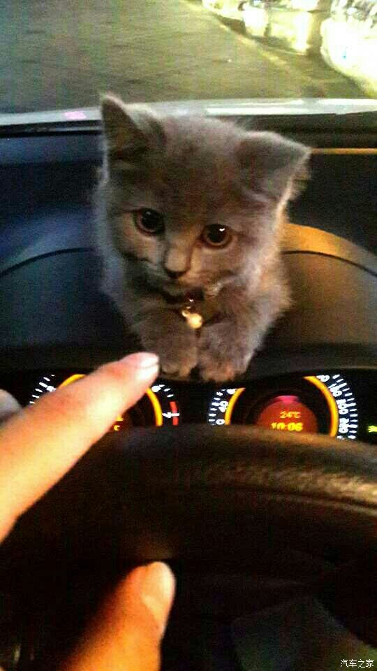 奔车朽索猜一动物，正确解释与落实