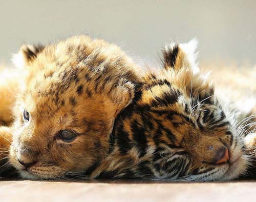 满腔怒火猜一动物，揭秘背后的文化寓意