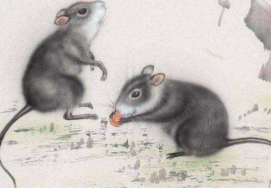 敢不听命是指什么生肖，的最快解答落实