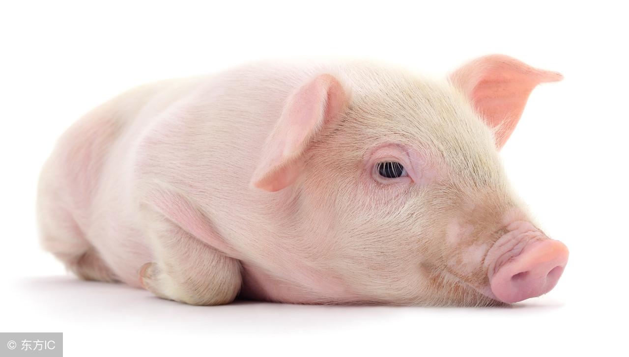 积极行动与生肖智慧的完美结合，四六三四期待出