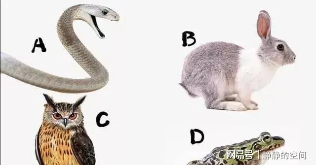 一表人才能出猜一动物，采民作答落实解释