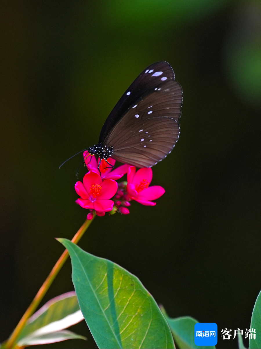 花飞蝶舞猜一动物，解释与落实的和谐共舞