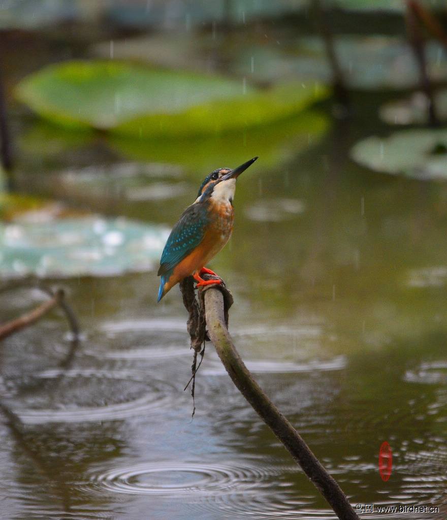 望天打卦猜一动物，人生哲理的深度解析
