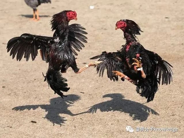 破壳而出的生肖寓意，鸡的诞生与和谐共舞