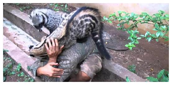 揭秘凶残的动物所指的生肖，精准解答与人文关怀的落实