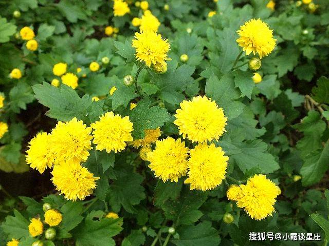 艳阳高照是指什么生肖?绝佳作答落实解释