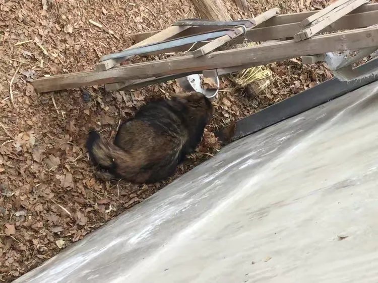 灰不喇唧代表猜一动物，之谜与人生哲理的深度解析