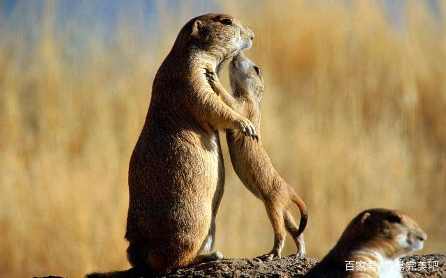 钱财扬禄兴君招，揭秘背后的动物寓意与精神落实