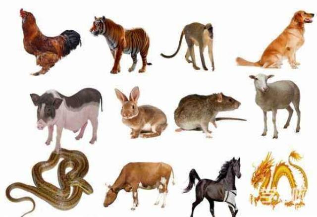 七手八脚的动物打一正确生肖，的温馨解析与文化解答