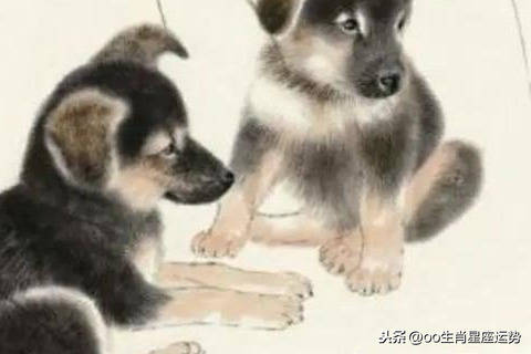 女狗与生肖配对，探寻最佳伴侣的奥秘