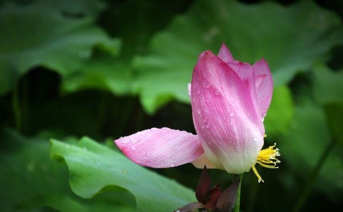 水性杨花的生肖，经典解释作答落实