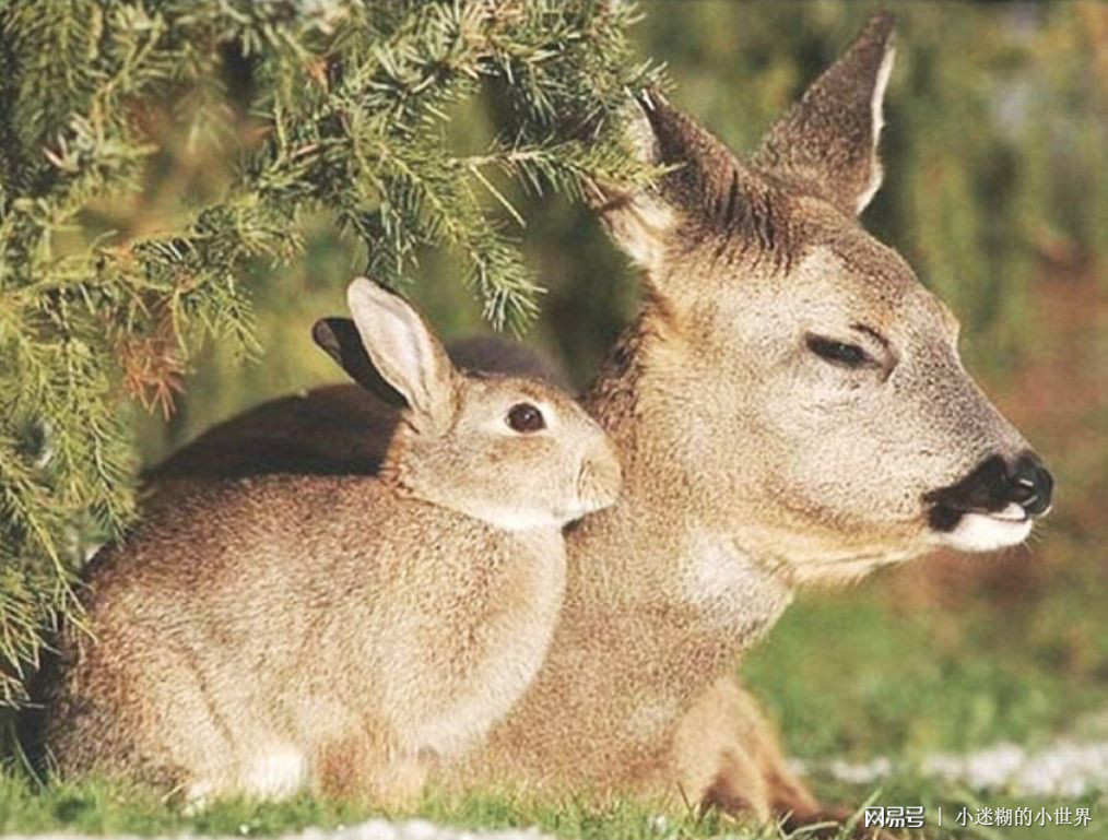 用兵如神猜一动物，精选解析与落实的详细结果