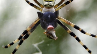 吊车尾动物猜一动物，热议、解释与落实