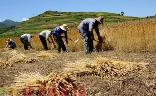 干瞪眼打一生肖，社会进步与文化解析的微妙交织
