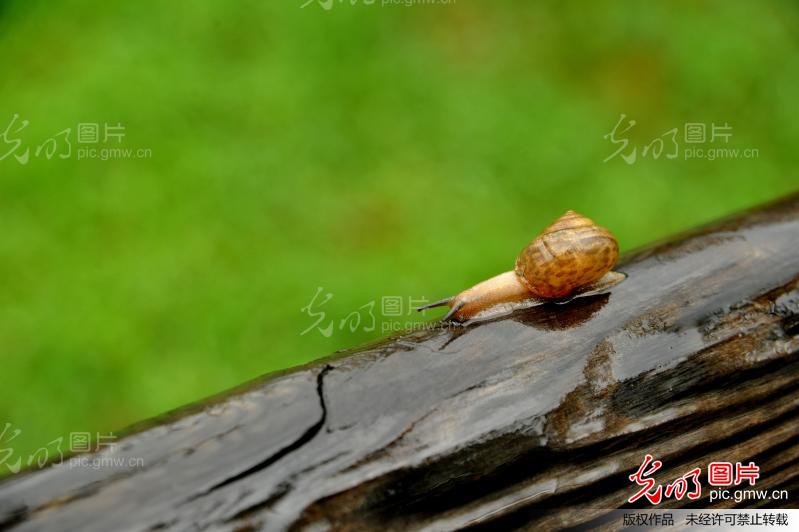秋雨绵绵话生肖—解密牛的坚韧与收获