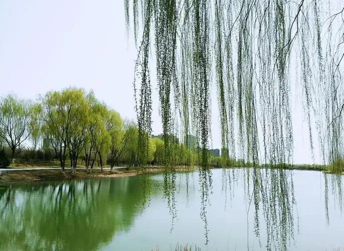 探秘非驴非马背后的生肖之谜，谁在文化长河中揭晓答案？