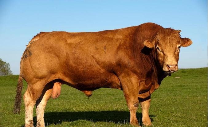 自以为计，生肖背后的智慧与信任