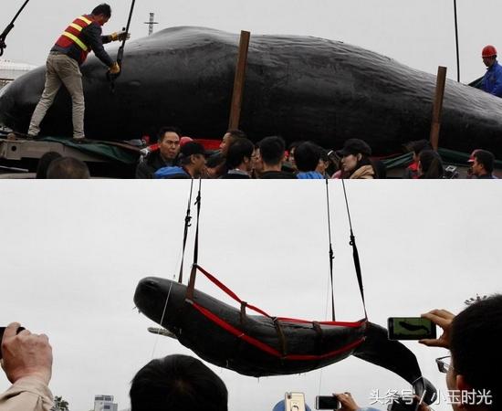 铜筋铁骨，生肖之谜的深层文化解读