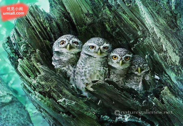 夜不能寐猜一动物，探秘猫头鹰的神秘世界