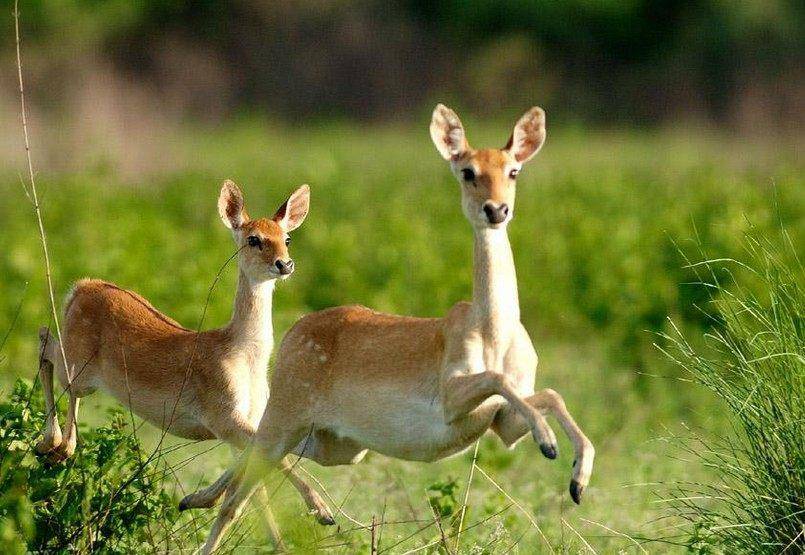 春光灿烂，天气正好—揭秘春光灿烂天气好背后的动物寓意