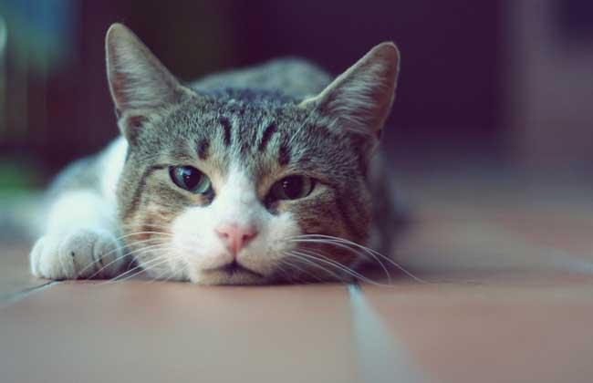 揭秘，十二生肖中那些反目成仇的背后故事