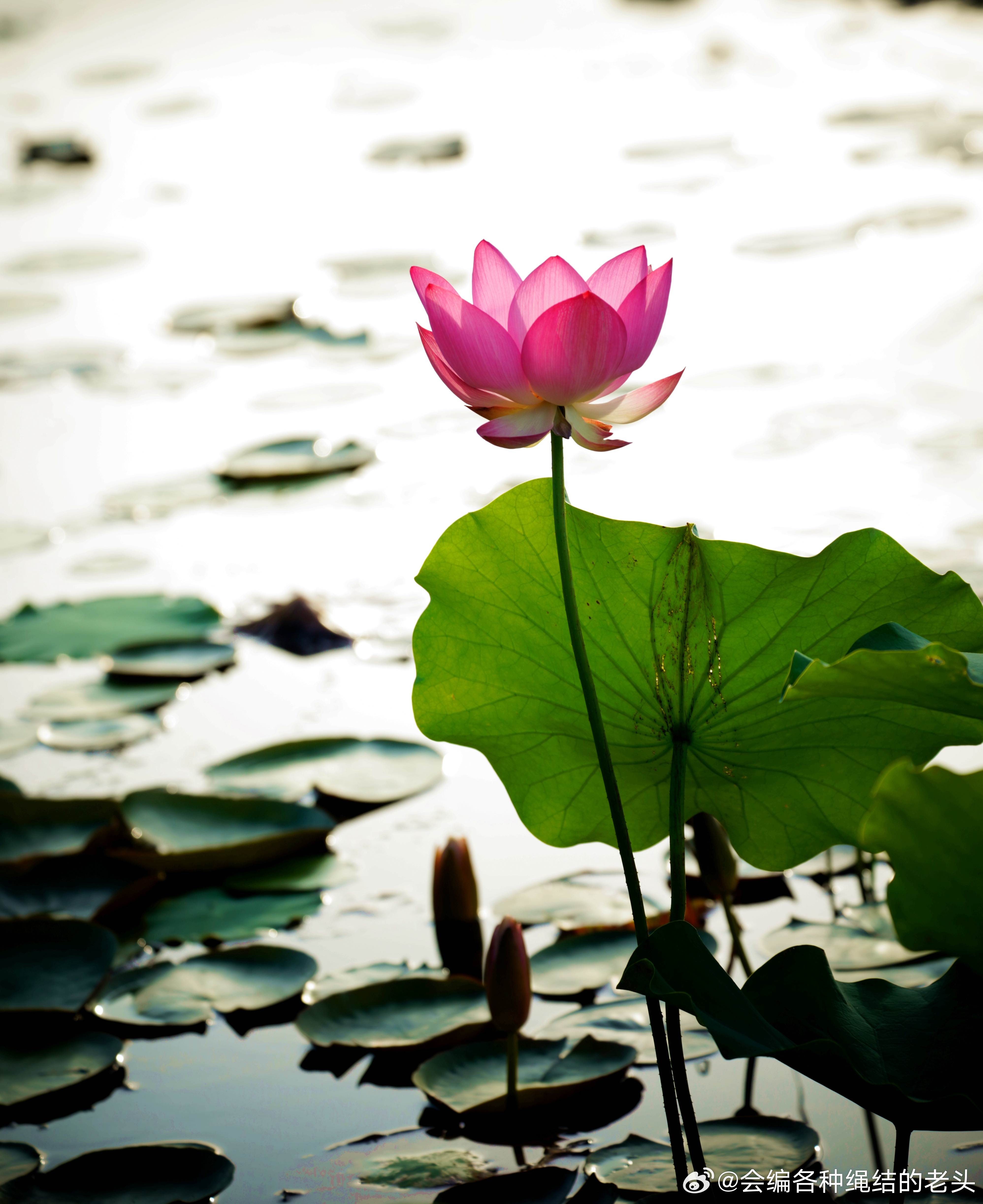 探秘出水芙蓉背后的生肖之谜