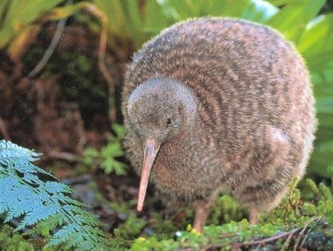 喜怒无常的动物，生肖之谜的神秘解读