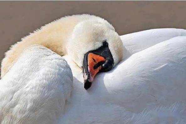 直道守节猜一动物，文化与寓意的深度解读
