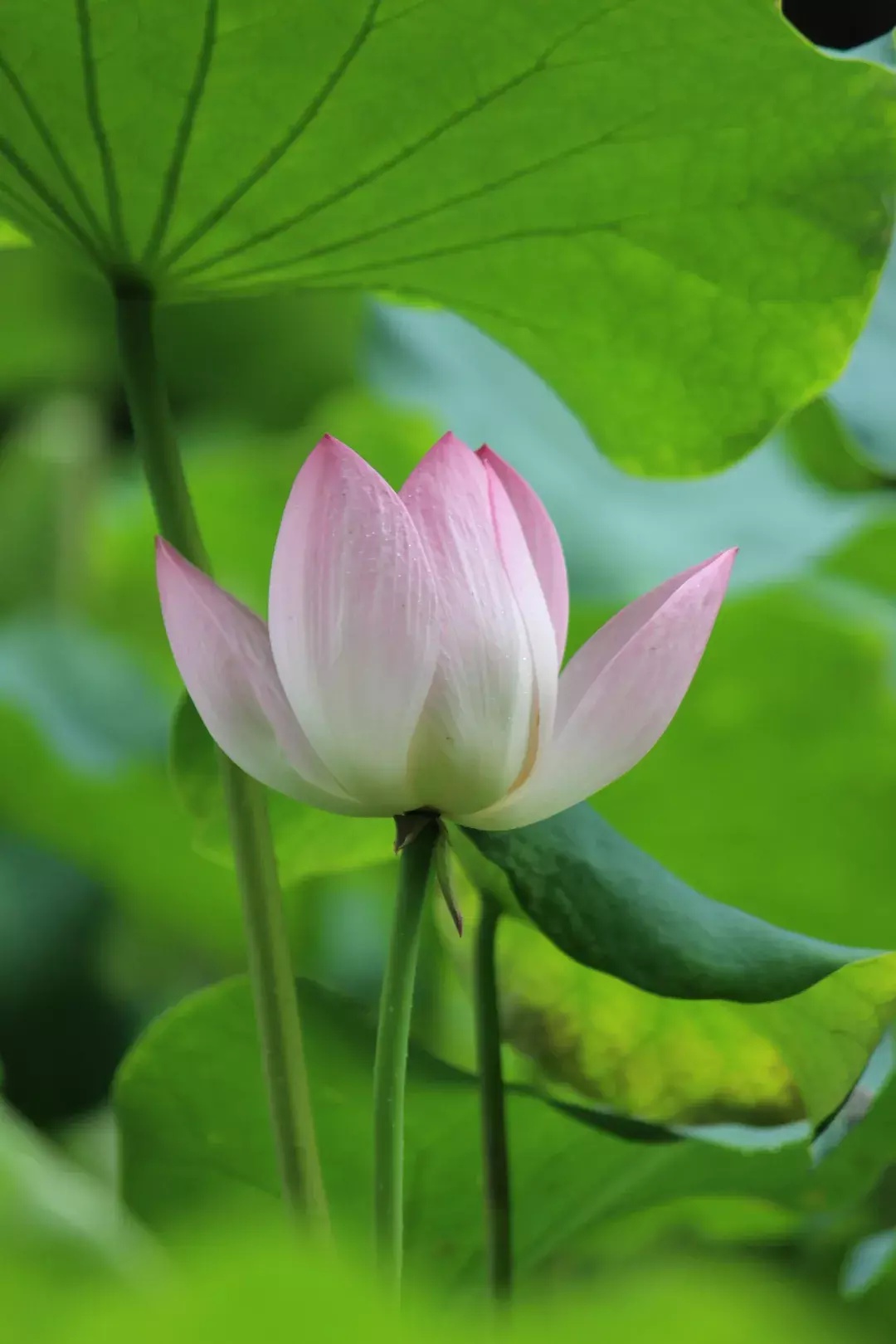 崭露头角,揭秘生肖中的新星 崭露头角,揭秘生肖中的新星