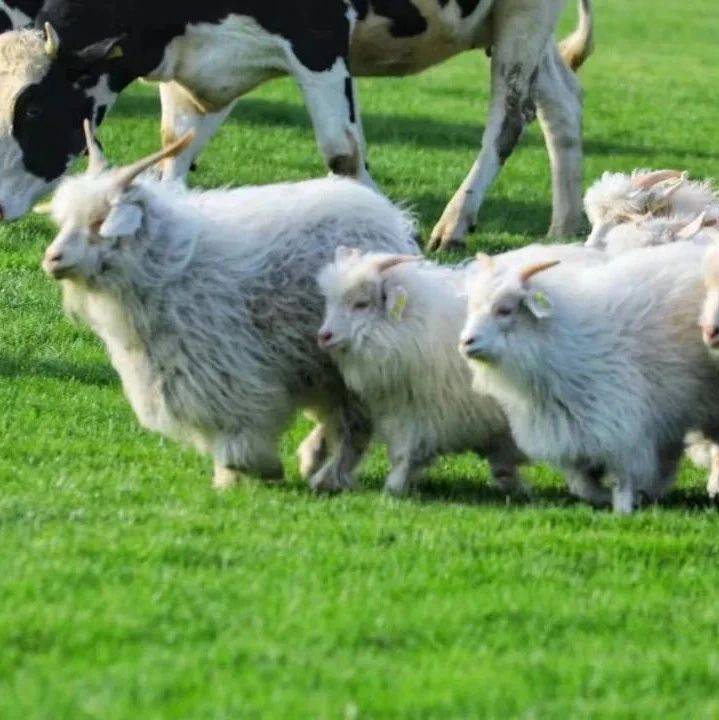 问羊知马，生肖之谜的真相揭秘