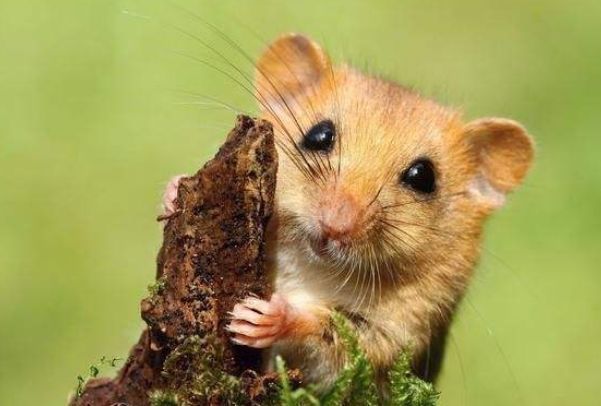 五光十色是指什么生肖，绝佳作答落实解释