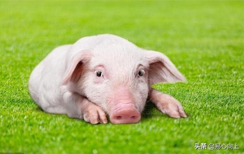 猪与哪些生肖配对最为相宜，解析与探讨