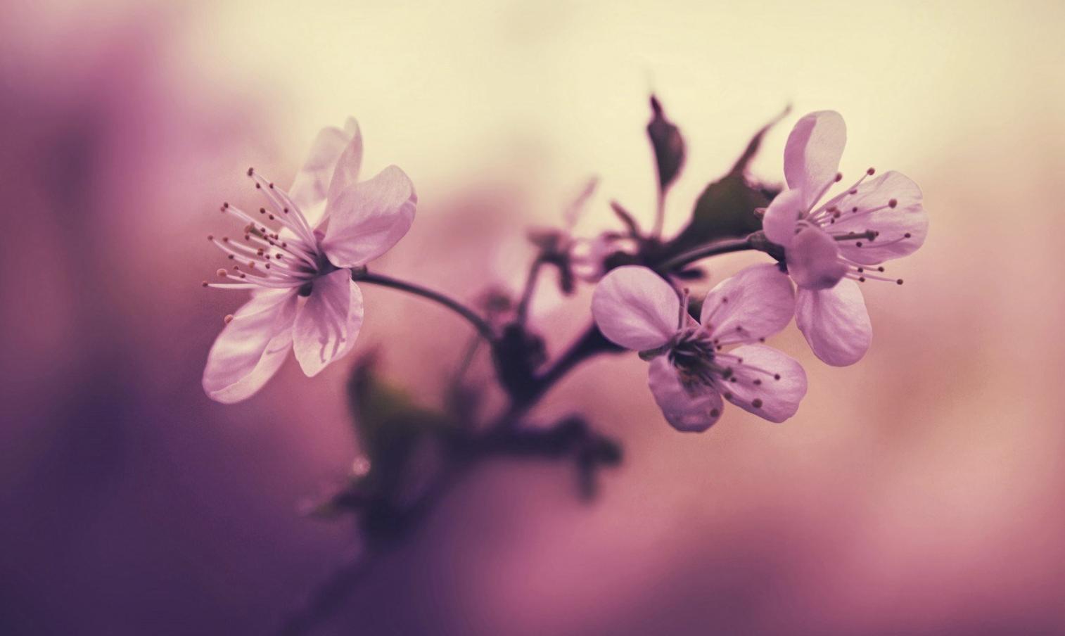 独来独往是什么生肖，友爱作答落实解释