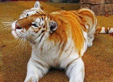 身强力壮是指什么生肖，解析作答落实解释