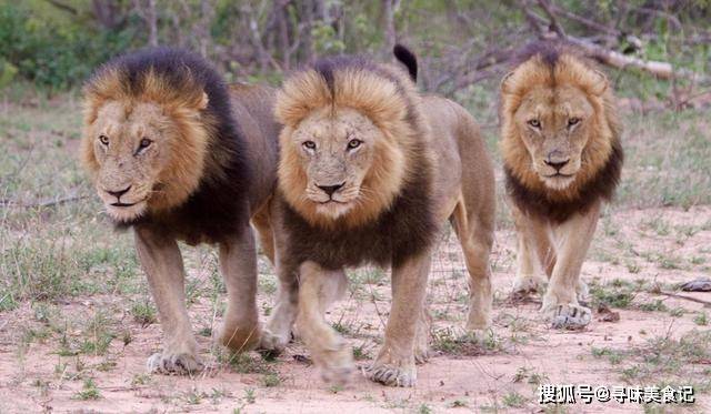 揭秘占地称王背后的动物智慧—以狮子为例