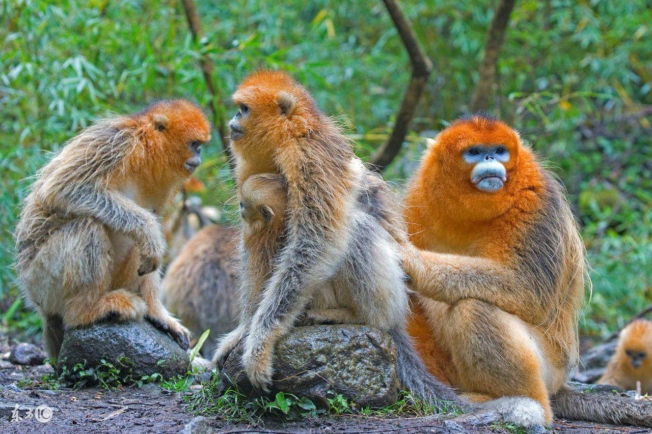生肖与阅读偏好，揭秘喜欢读书的生肖及其深层原因