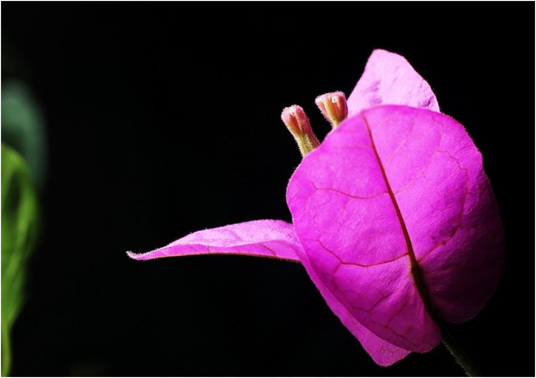 自以为计，生肖背后的智慧与信任