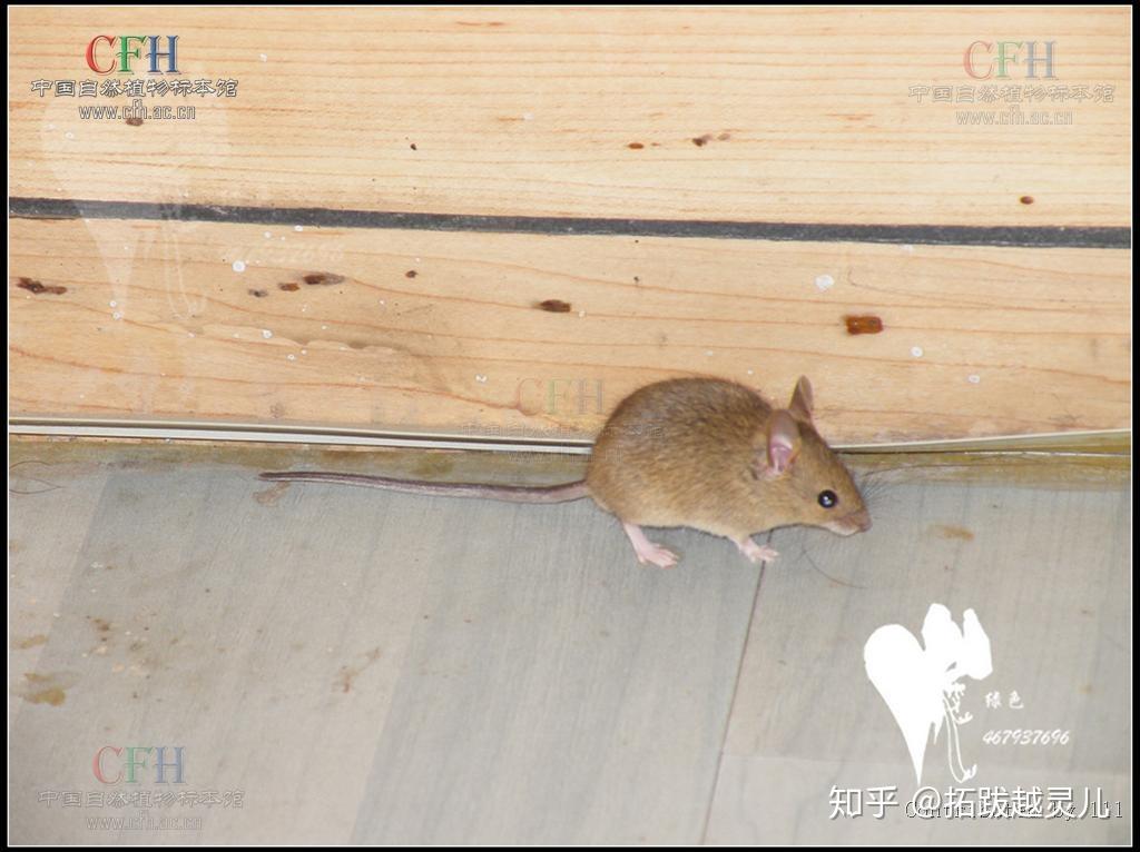 慎言慎行，揭示生肖中的智慧之选—鼠