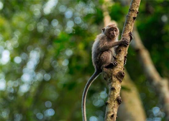 猴子与哪些生肖相冲，经典解读与文化寓意