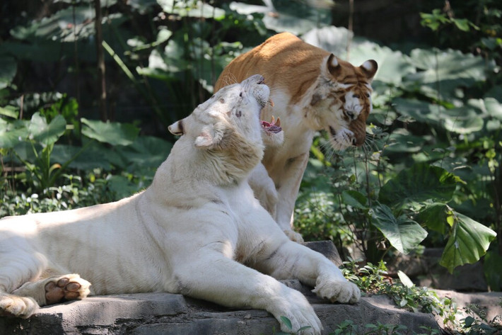 风骚的动物与和谐共舞，生肖羊的独特魅力与生态平衡的智慧